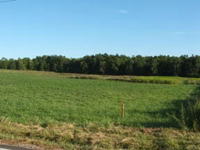 Orange Creek Farms